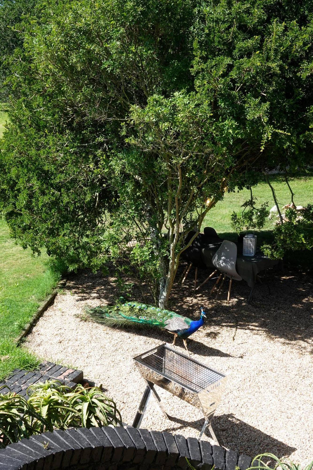 Soutelande Country Stay - Close To 1#Beach In Pe Port Elizabeth Exterior foto